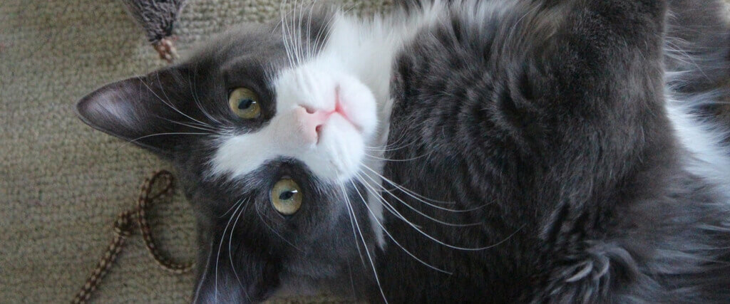 Dog Has Fleas But Cat Doesn T Dog Has Fleas But Cat Doesn T