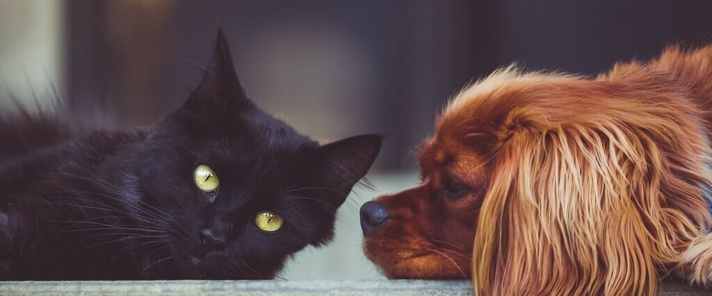 Can You Get Heartworms From Your Dog Can You Get Heartworms From Your Dog