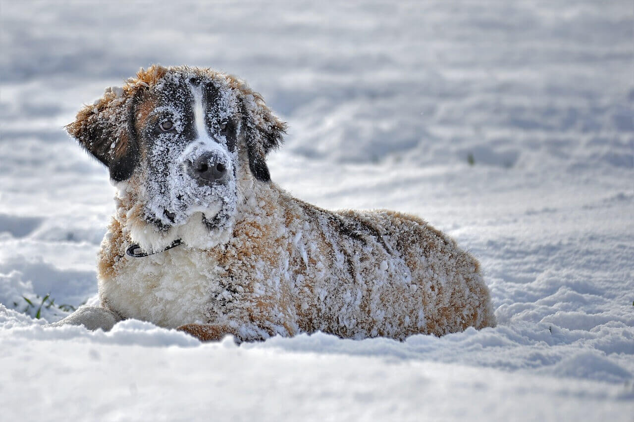 St Bernard dog laying in the snow