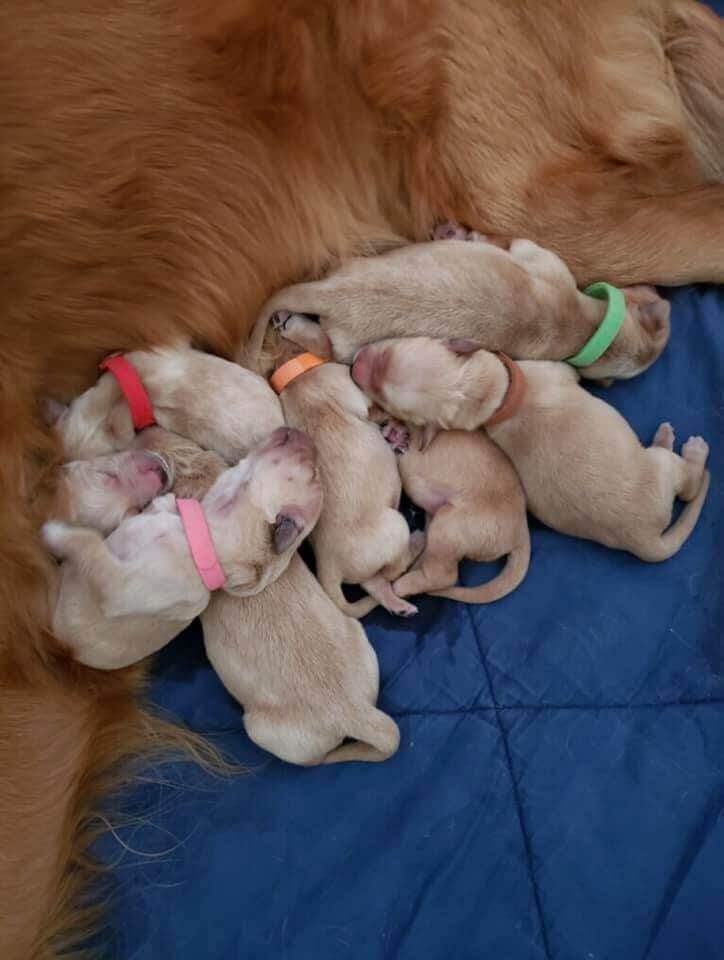 Golden Retriever puppies with colored collars by mom