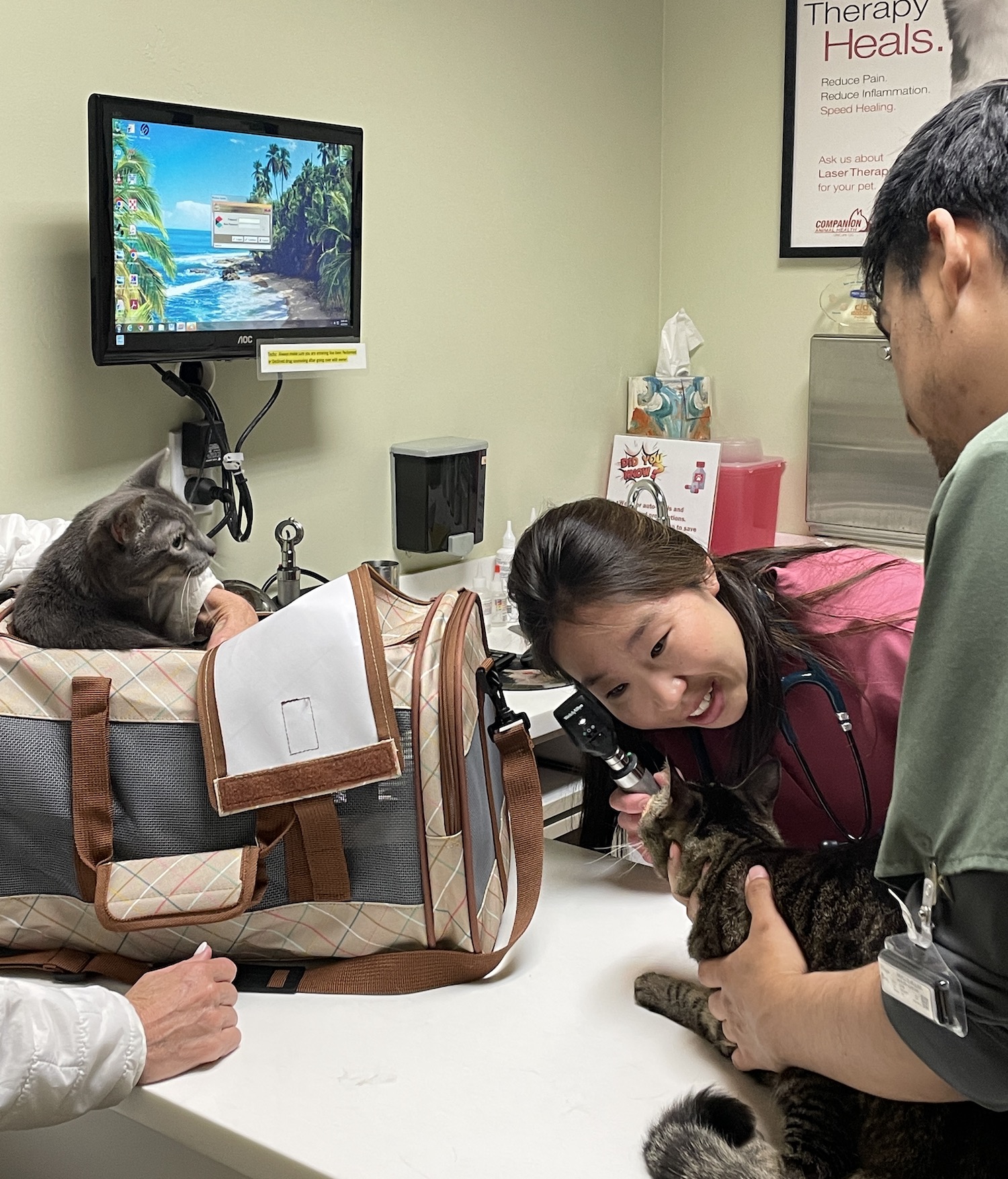 Cat Wellness Exam Eye Check