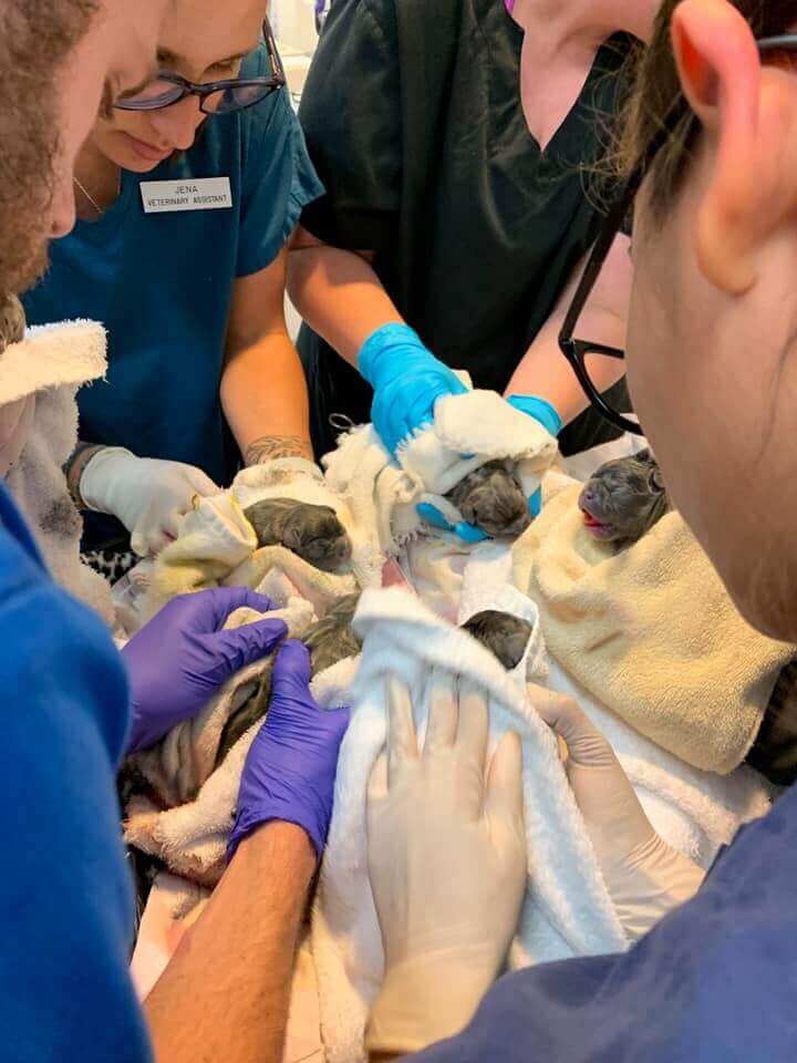 Multiple veterinary assistants helping with newborn puppies