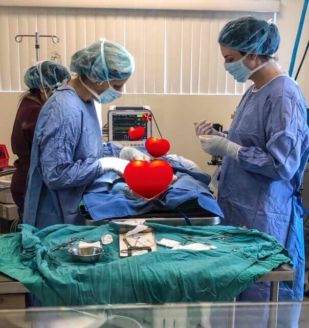 Dr. Sebzda and Dr. Nicole and Abby doing a C-section on a French Bulldog