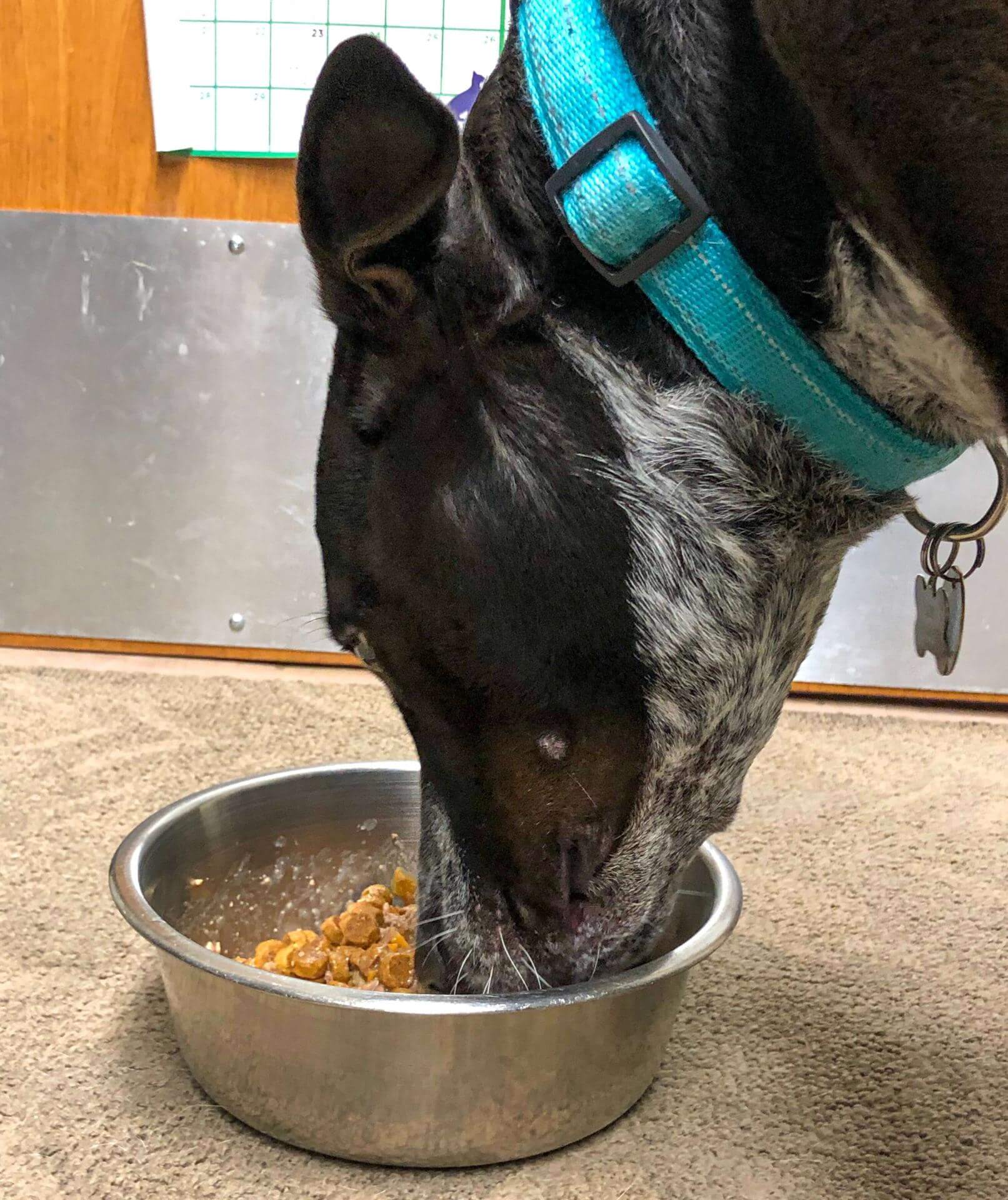 Loki dog eating from bowl of dog food