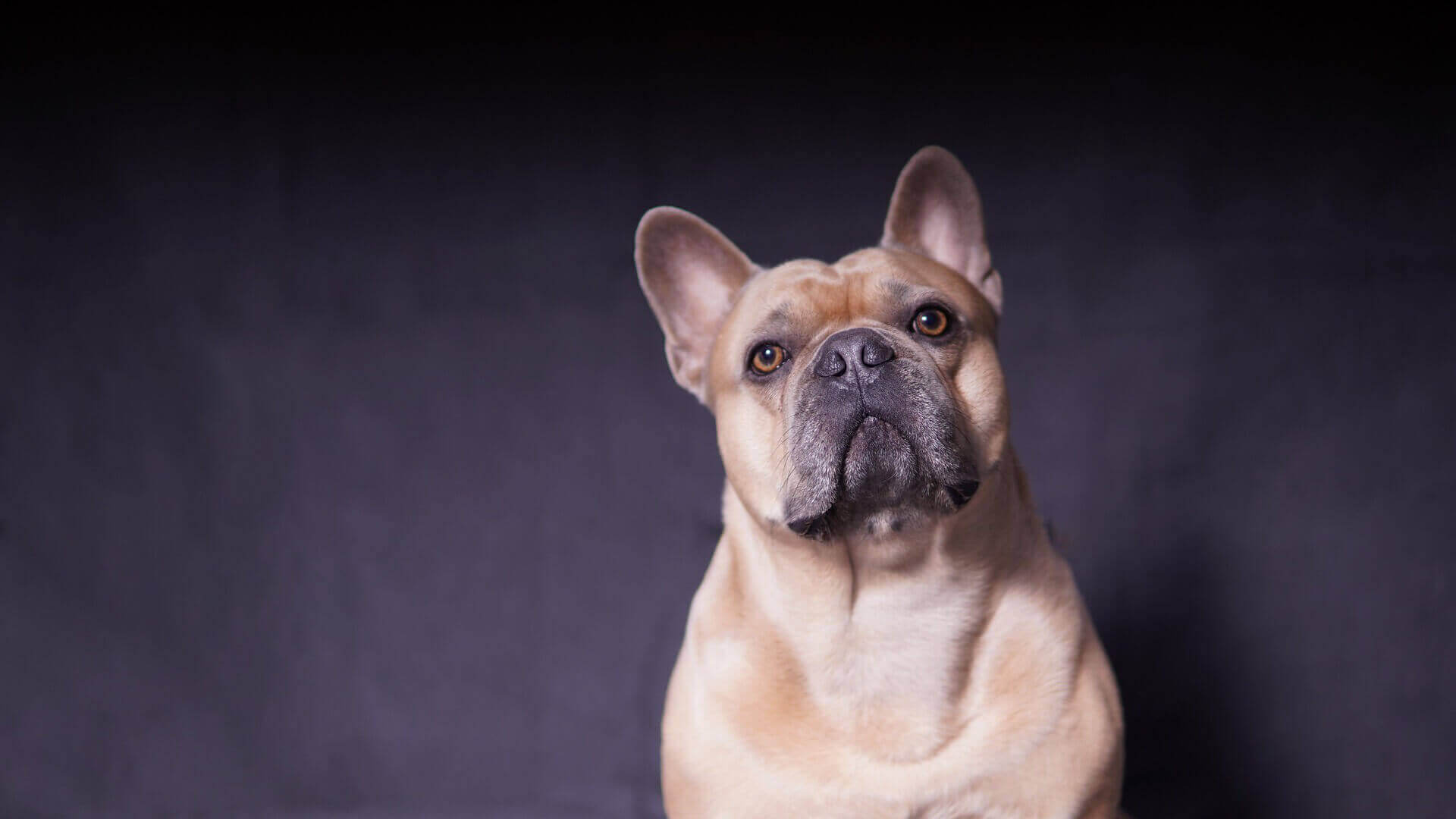 Newport Harbor Animal Hospital