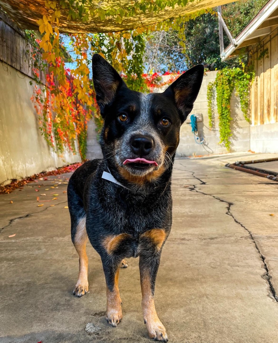 Boarding Cattle Dog