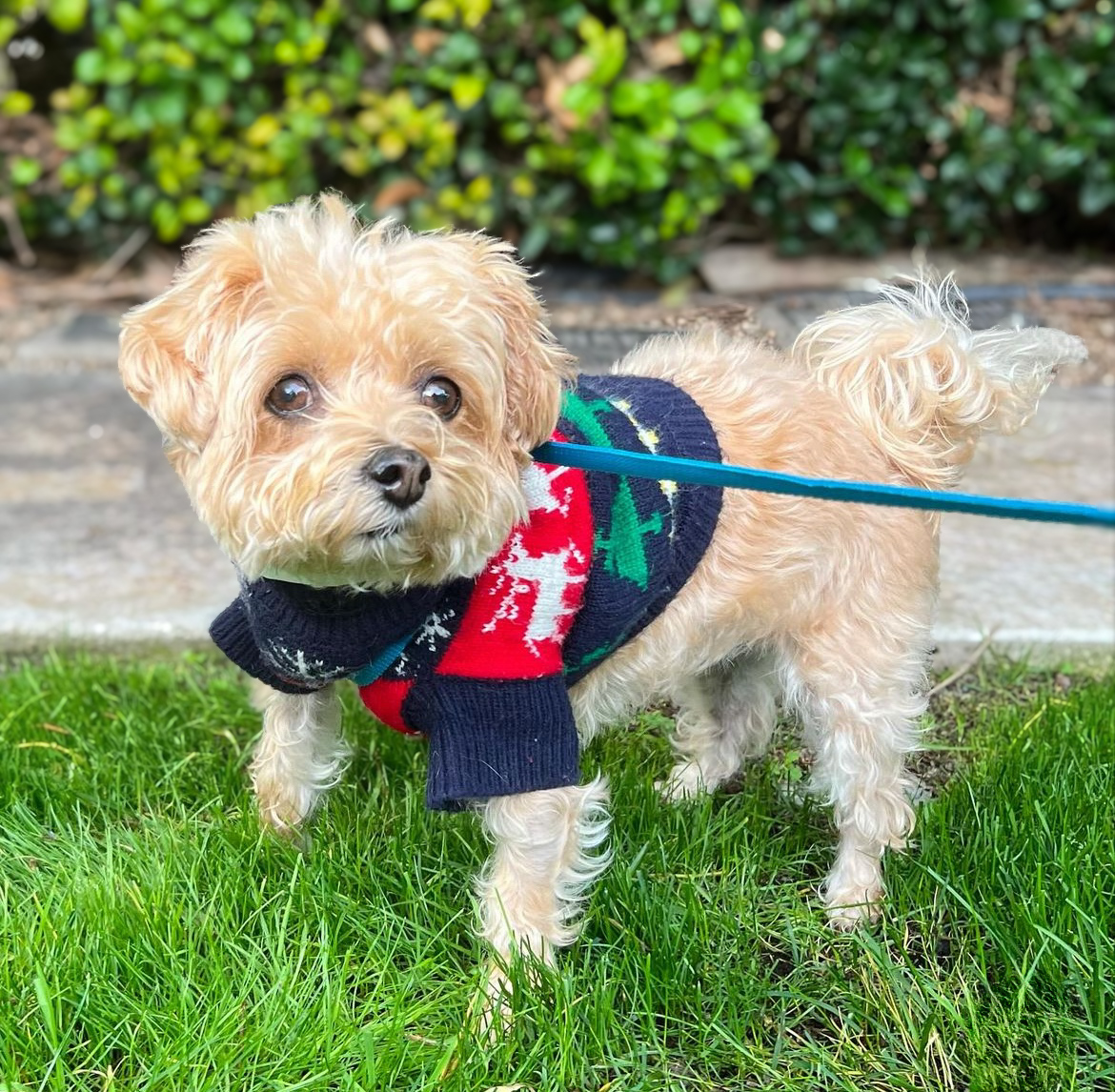 Boarding - Small dog in grass in sweater