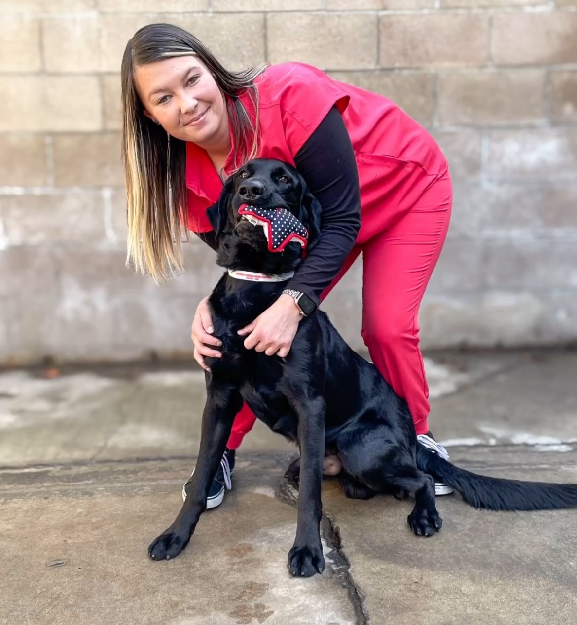 Boarding Black Lab Toy in Mouth
