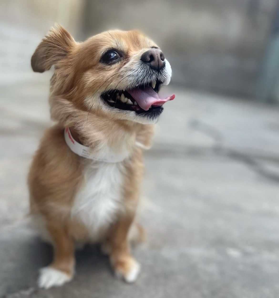 Boarding Small Dog Tongue Out