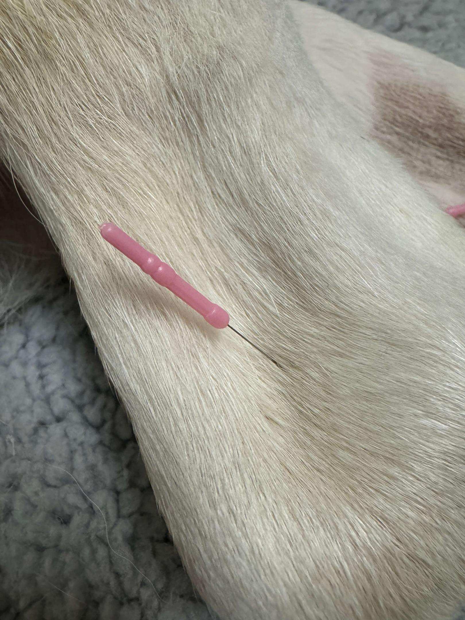 dog_acu_4