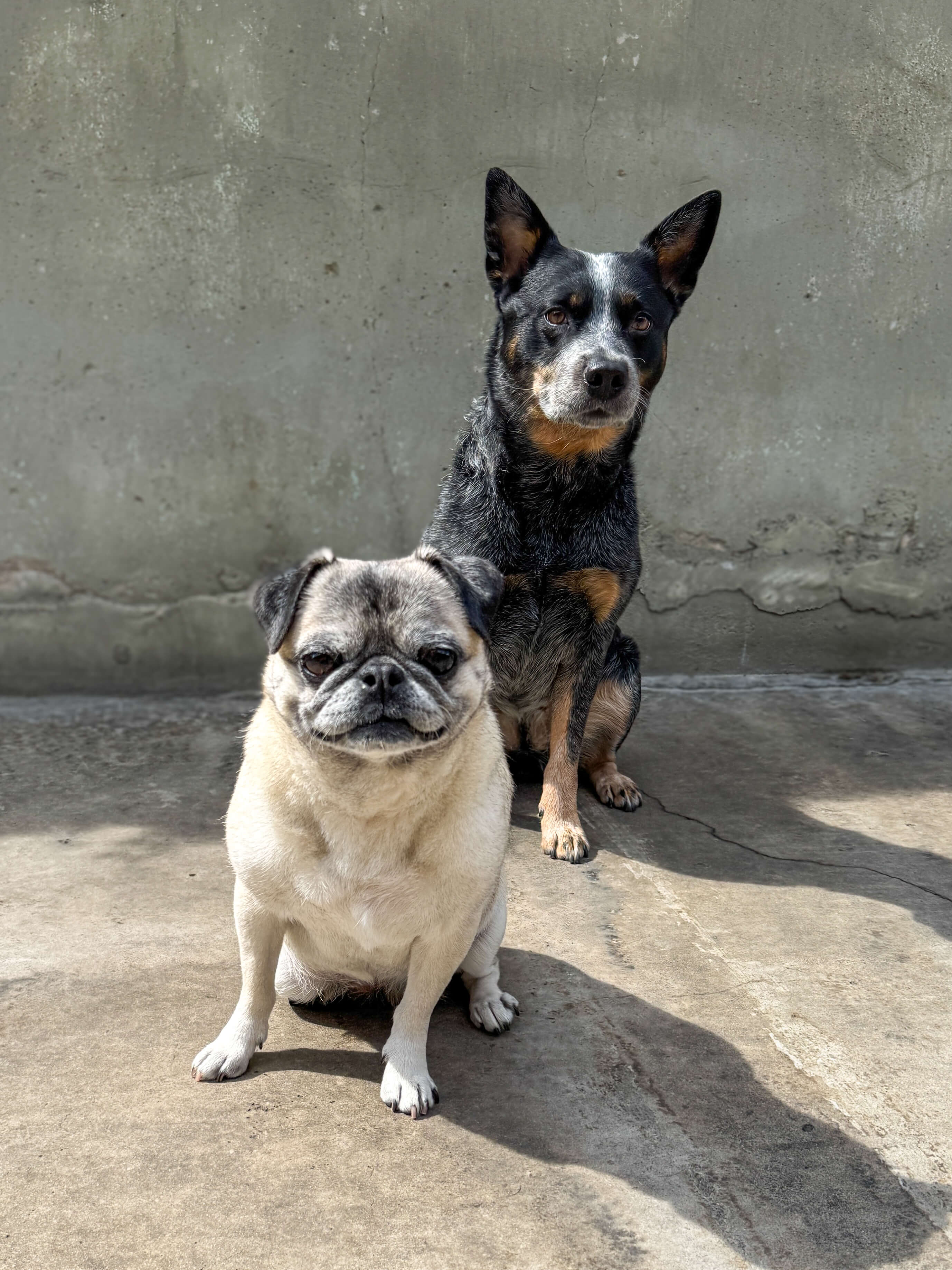 Dogs