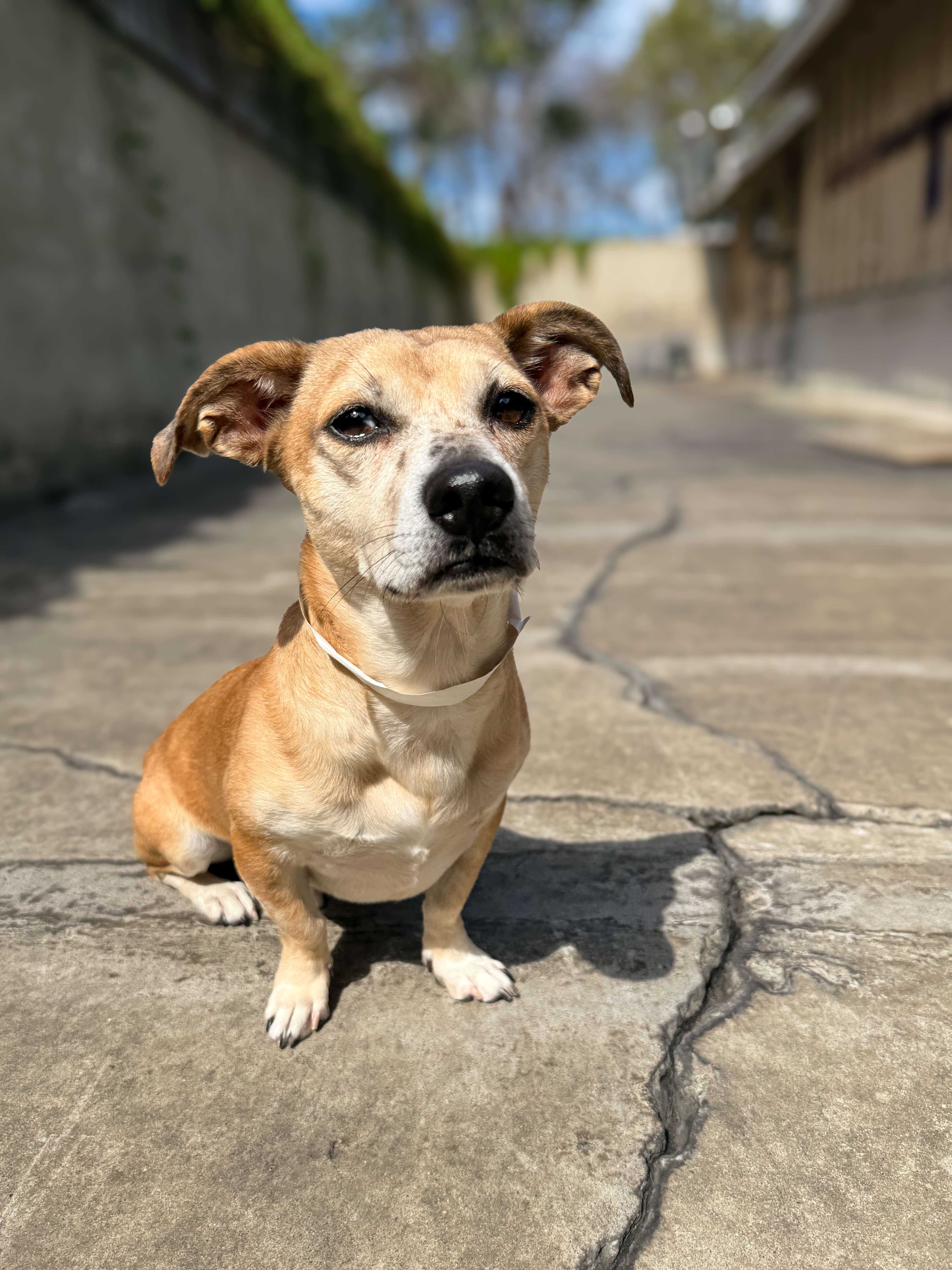 Yellow dog