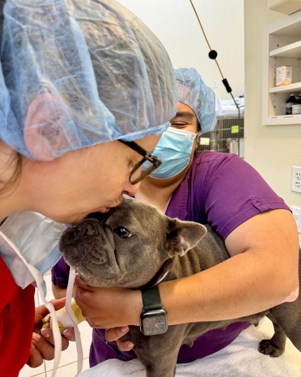 French Bulldog getting ready for anesthesia. 