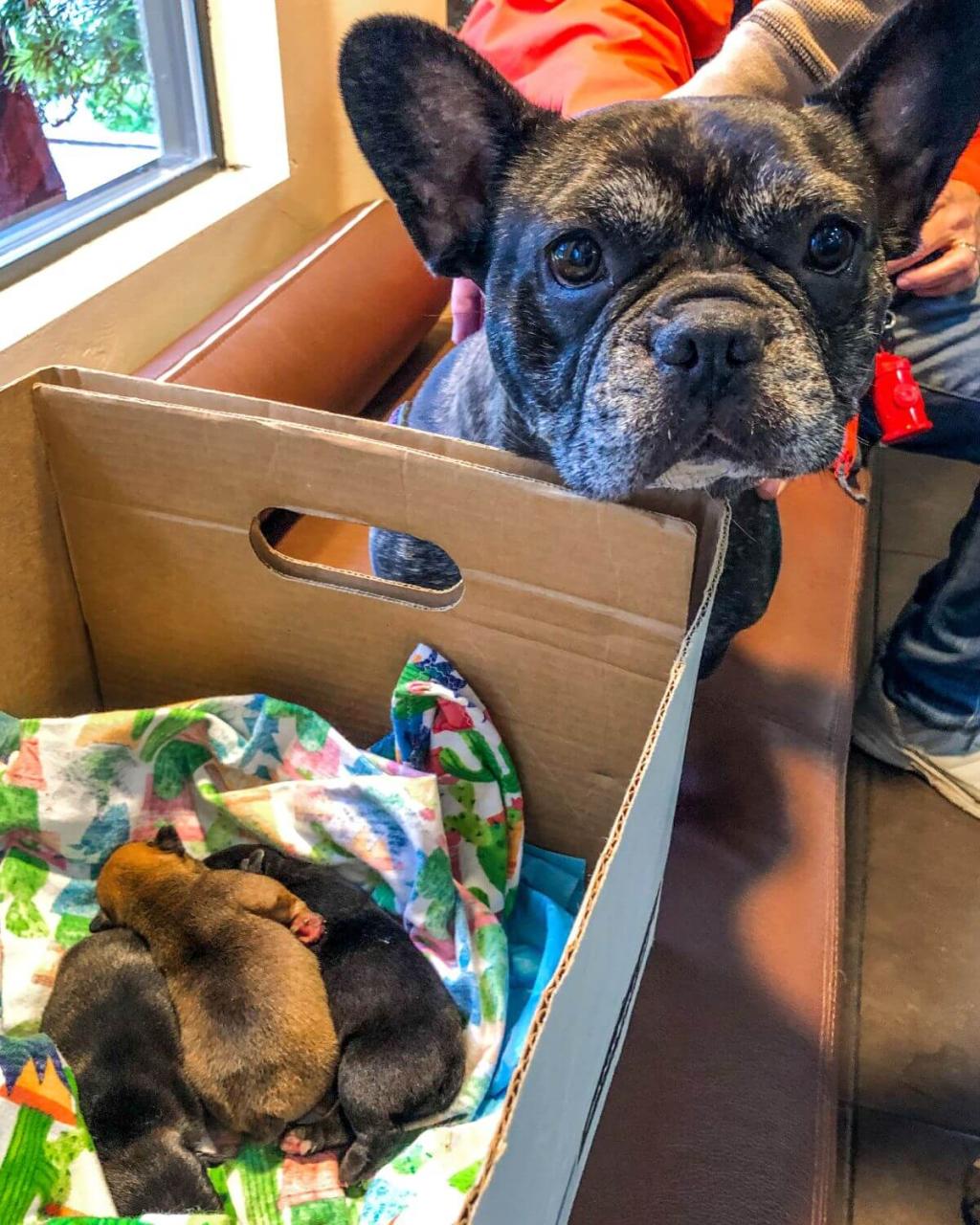 French bulldog and her puppies at recheck appointment after birth.. 