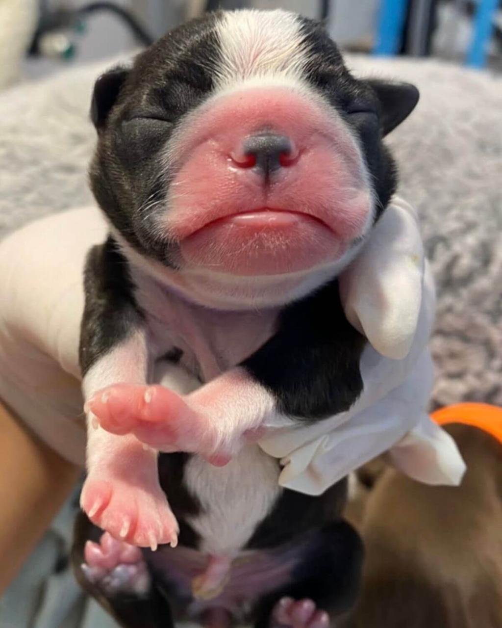 Newborn french bulldog after successful c-section at Newport Harbor Animal Hospital. 
