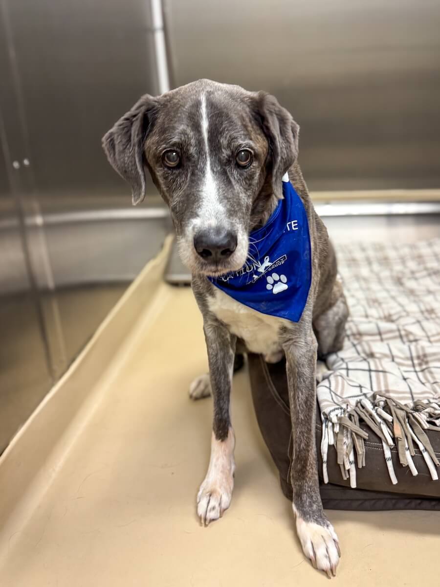 Boarding Page Gallery