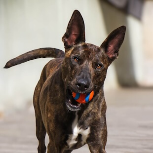 Pet Boarding Services in Costa Mesa