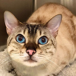 Cat Services in Costa Mesa