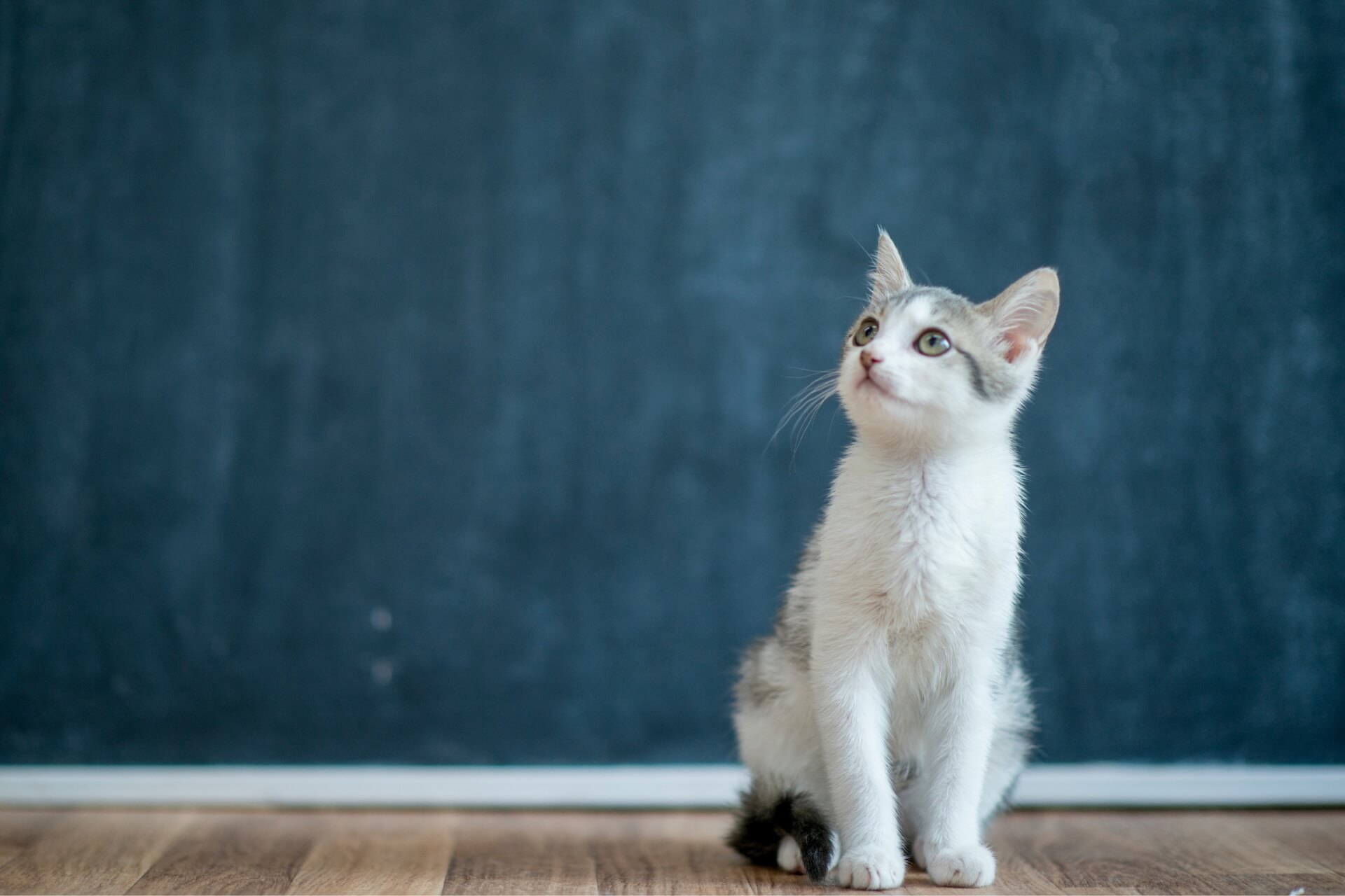 Costa Mesa Veterinarian