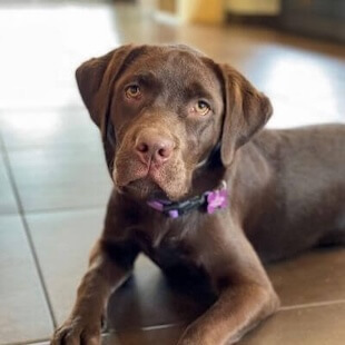 Dog Services in Costa Mesa