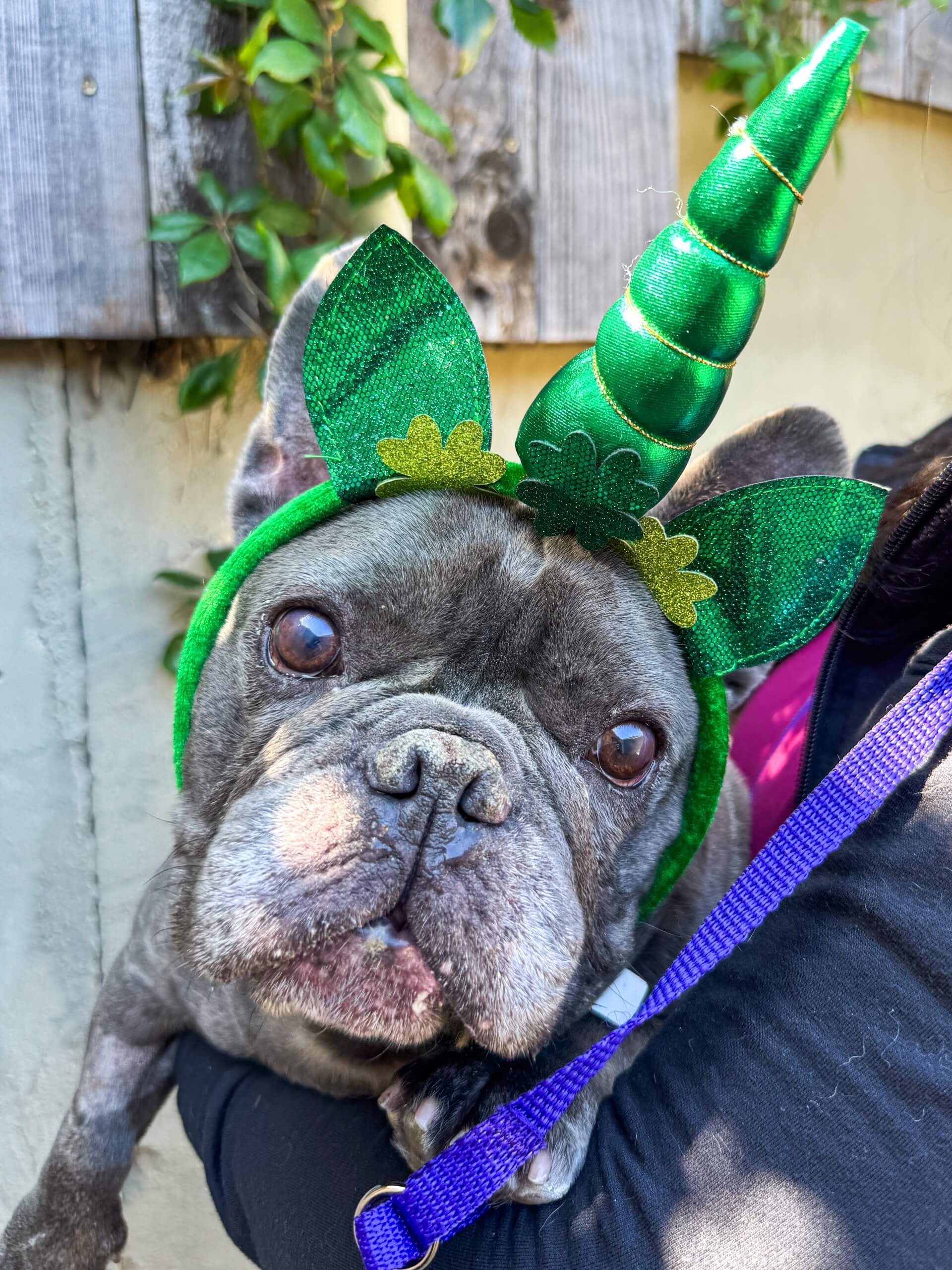 Dog Dressed up for St Patty's Day at Boarding