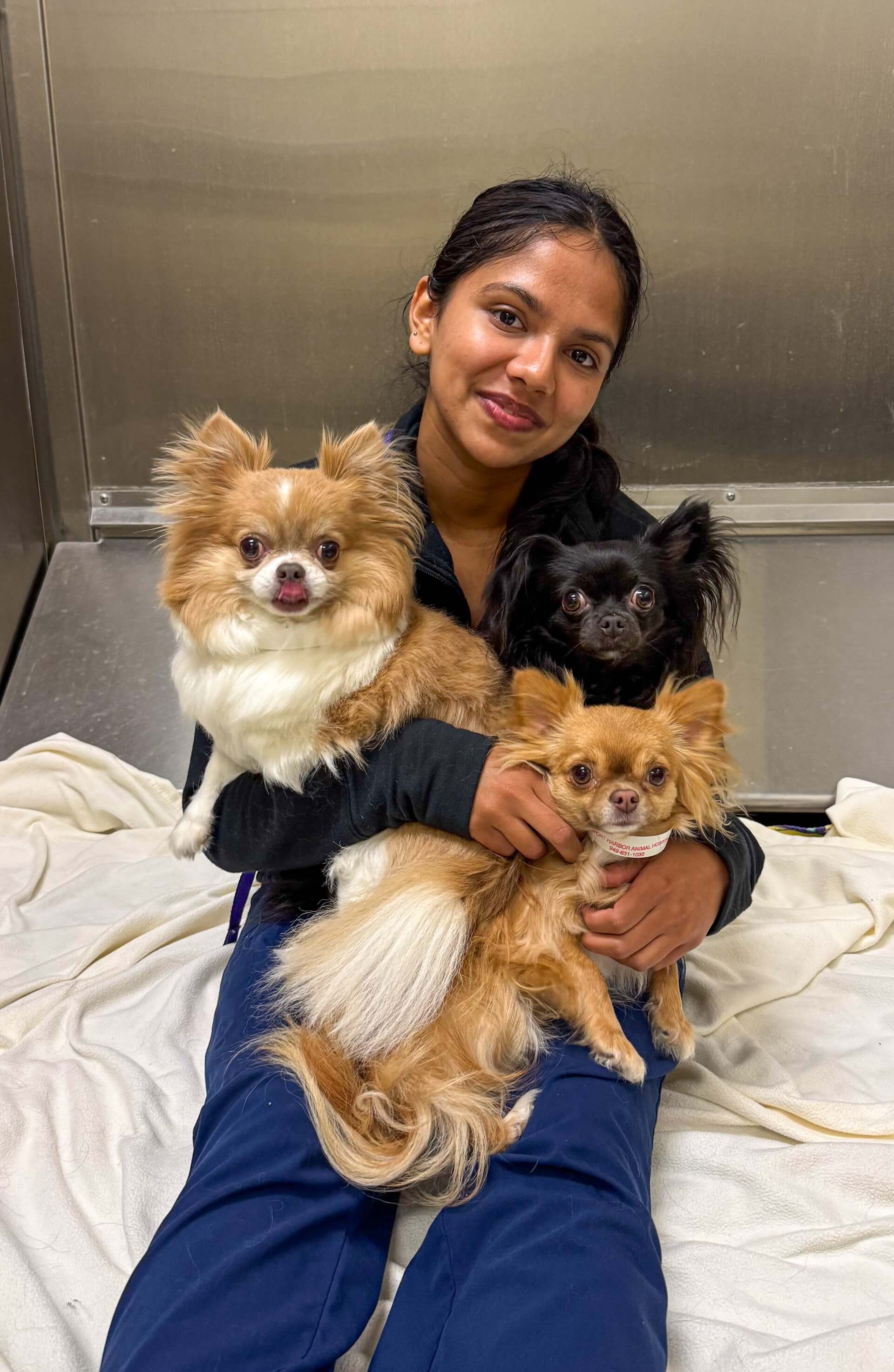 Dog Boarding in Orange County