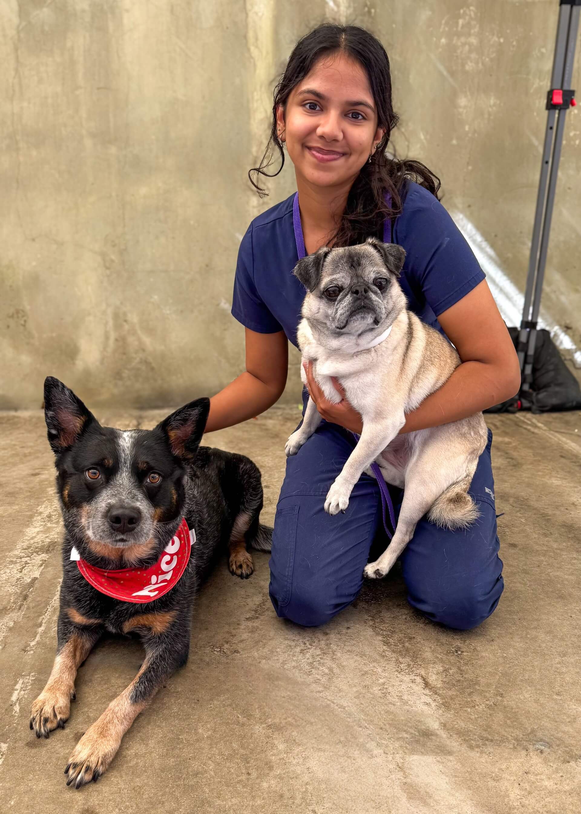 Dog Boarding in Costa Mesa, CA