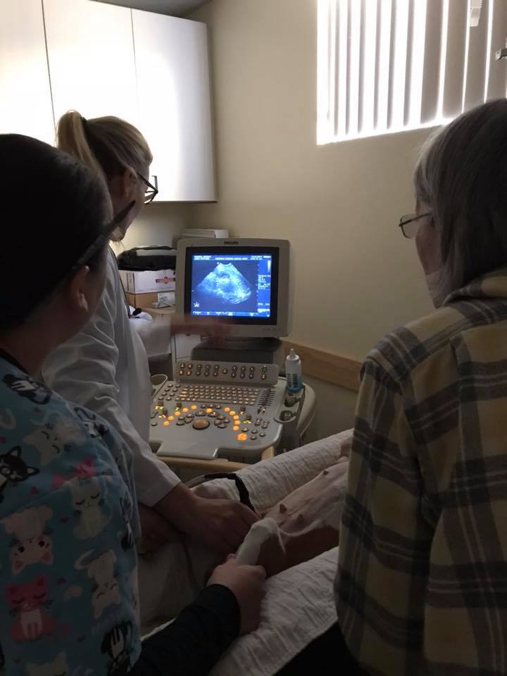 Dr. Sebzda ultrasound of Basenji