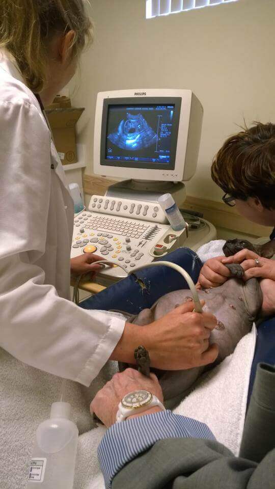 Pregnant dog sonogram
