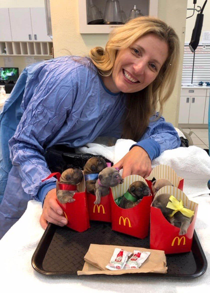 Dr. Sebzda with 7 French Bulldog puppies in McDonald's french fry holders