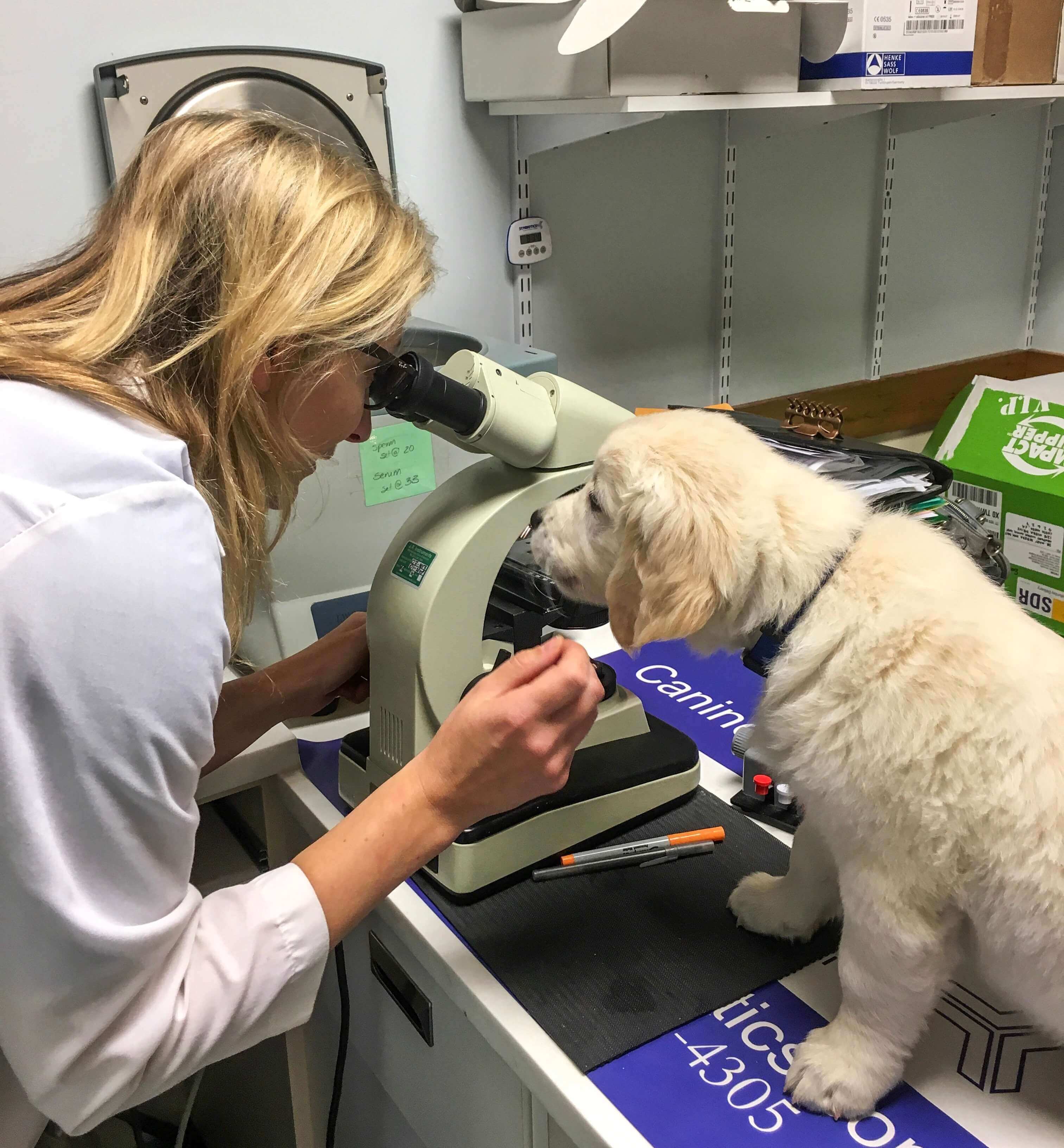 Dr. Sebzda by microscope with golden retriever puppy in laboratory