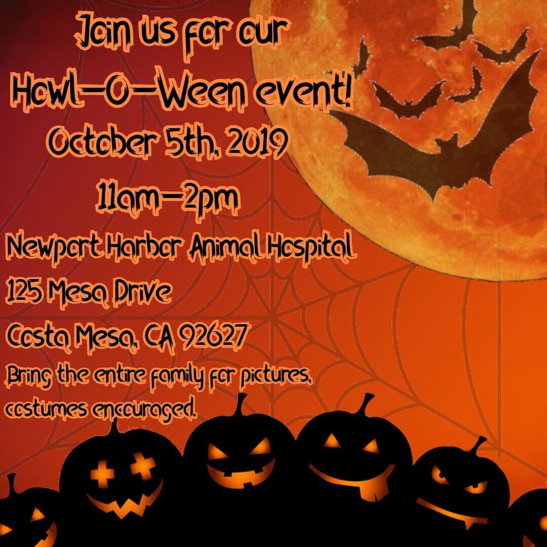 Howl-o-ween event at newport harbor animal hospital