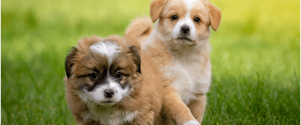 How To Socialize A Dog With A New Puppy How To Socialize A Dog With A New Puppy
