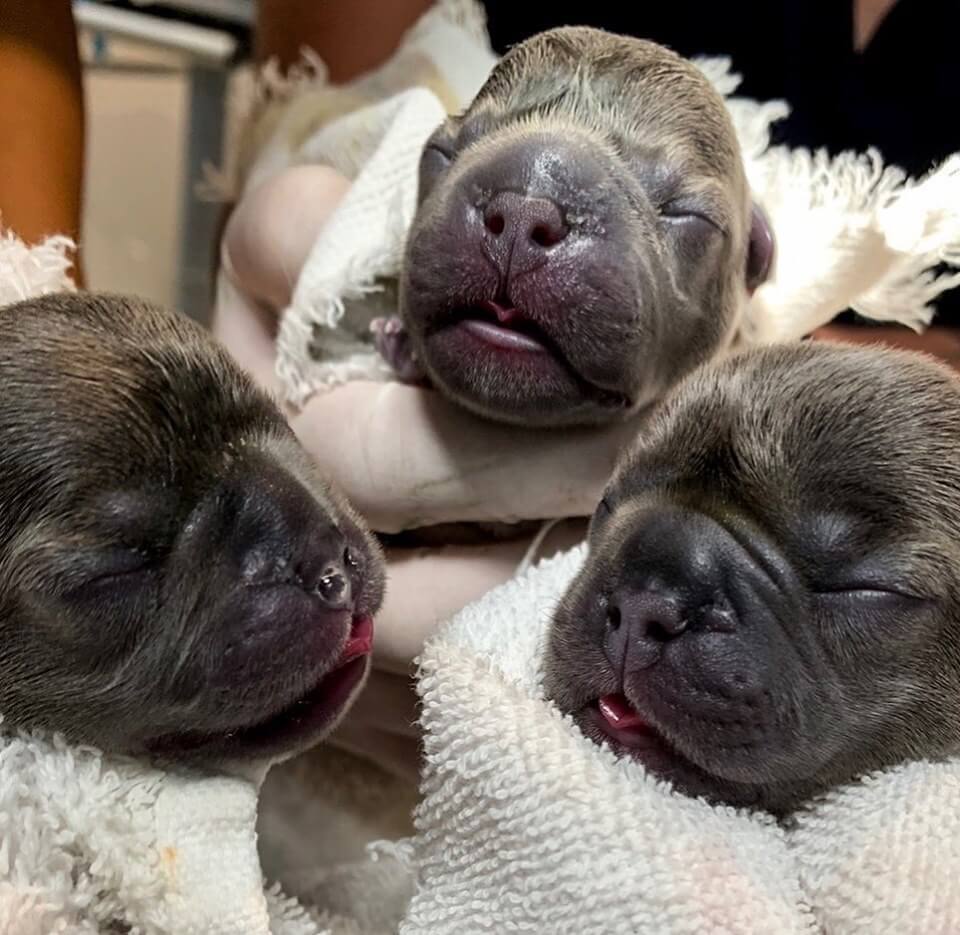 Three-french-bulldog-newborns