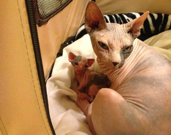 orange sphynx cat