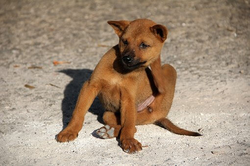 Brown dog itching its neck