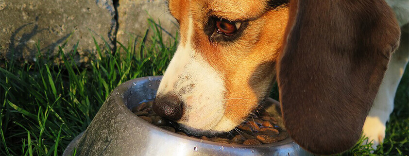 what to feed a pregnant dog