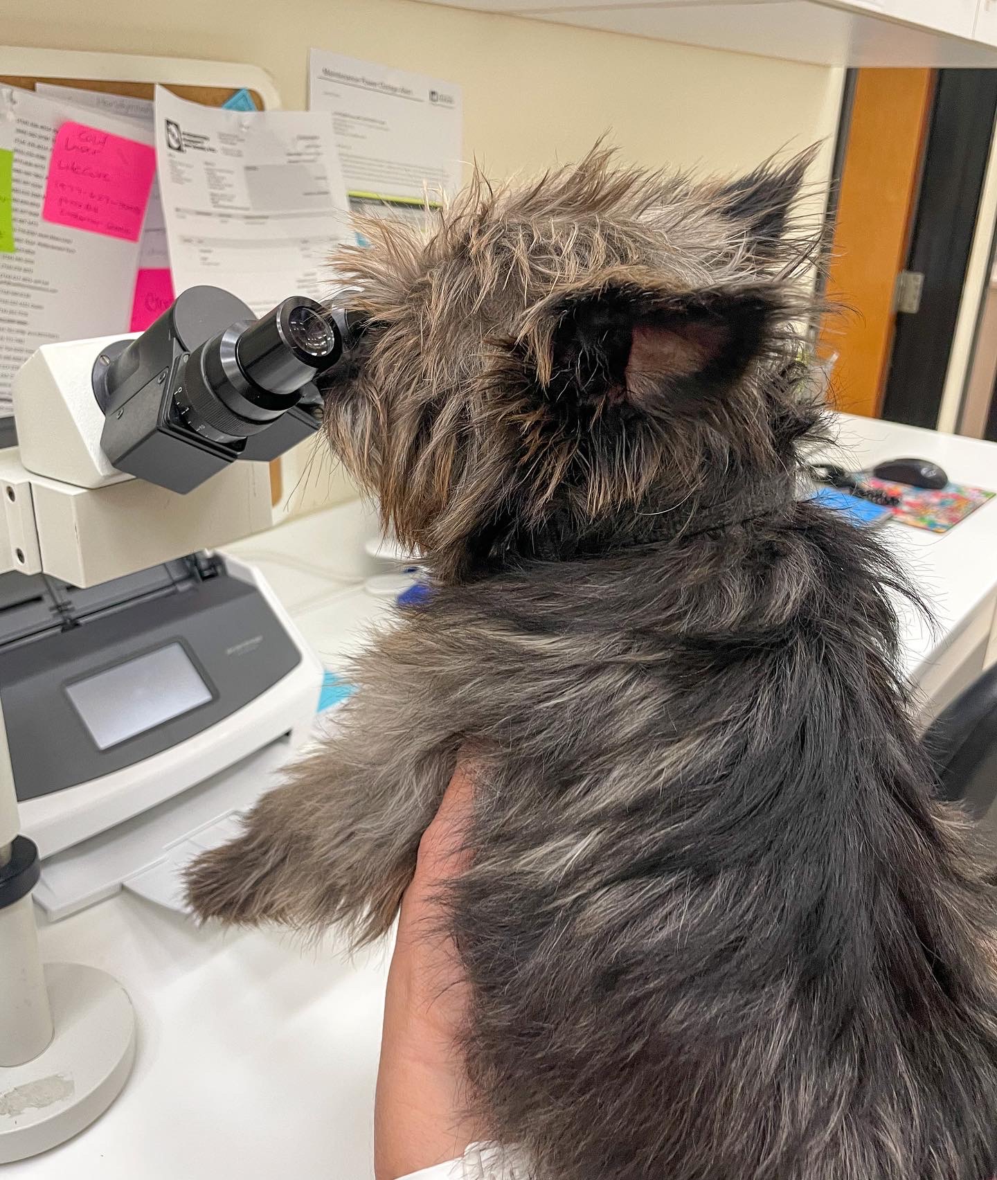 Understanding Blood Tests For Dogs - Dog Lab Tests