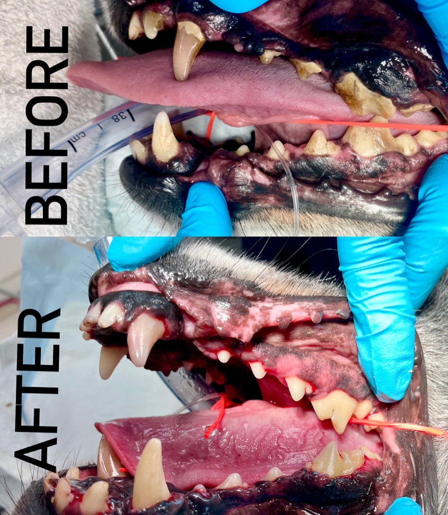 dog dental before and after