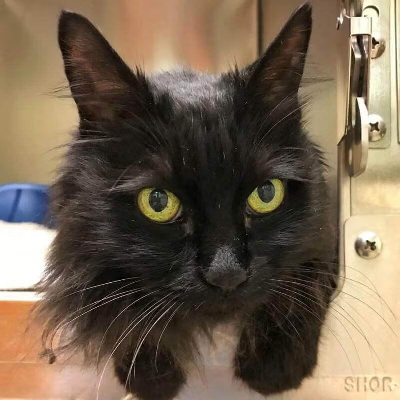 Senior Cat Care in Costa Mesa