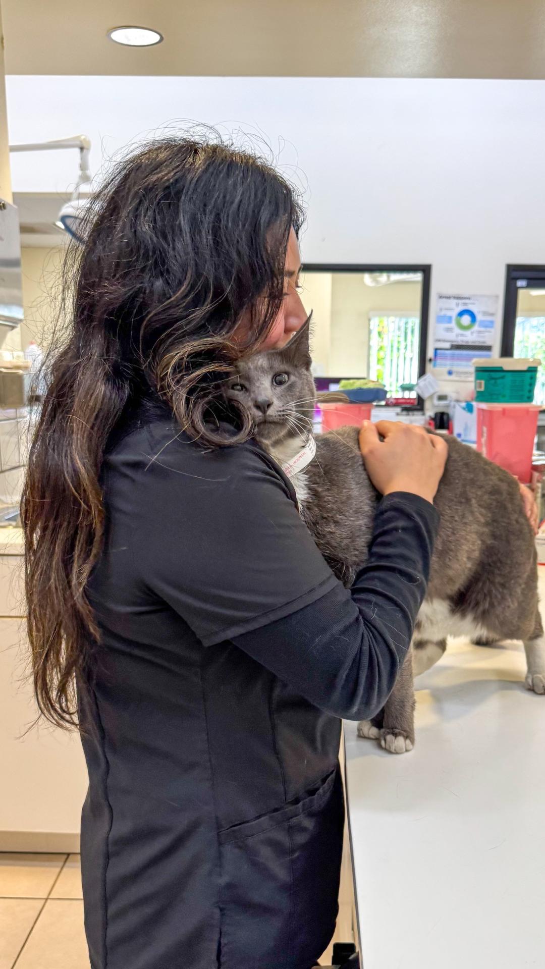 Cat Vet Care Costa Mesa