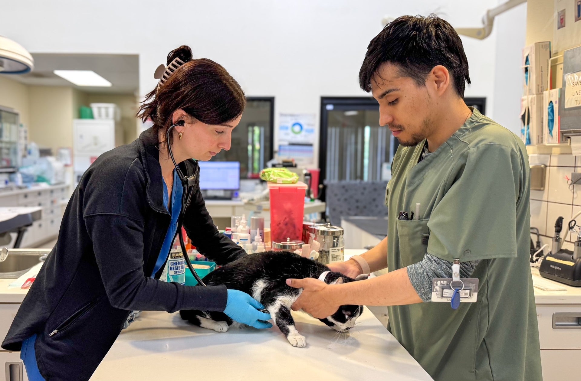 Cat Wellness Care
