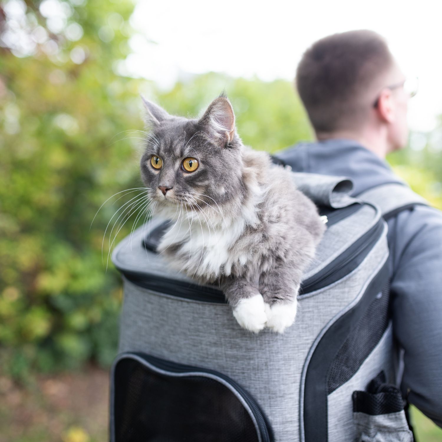 Cat traveling in backpack