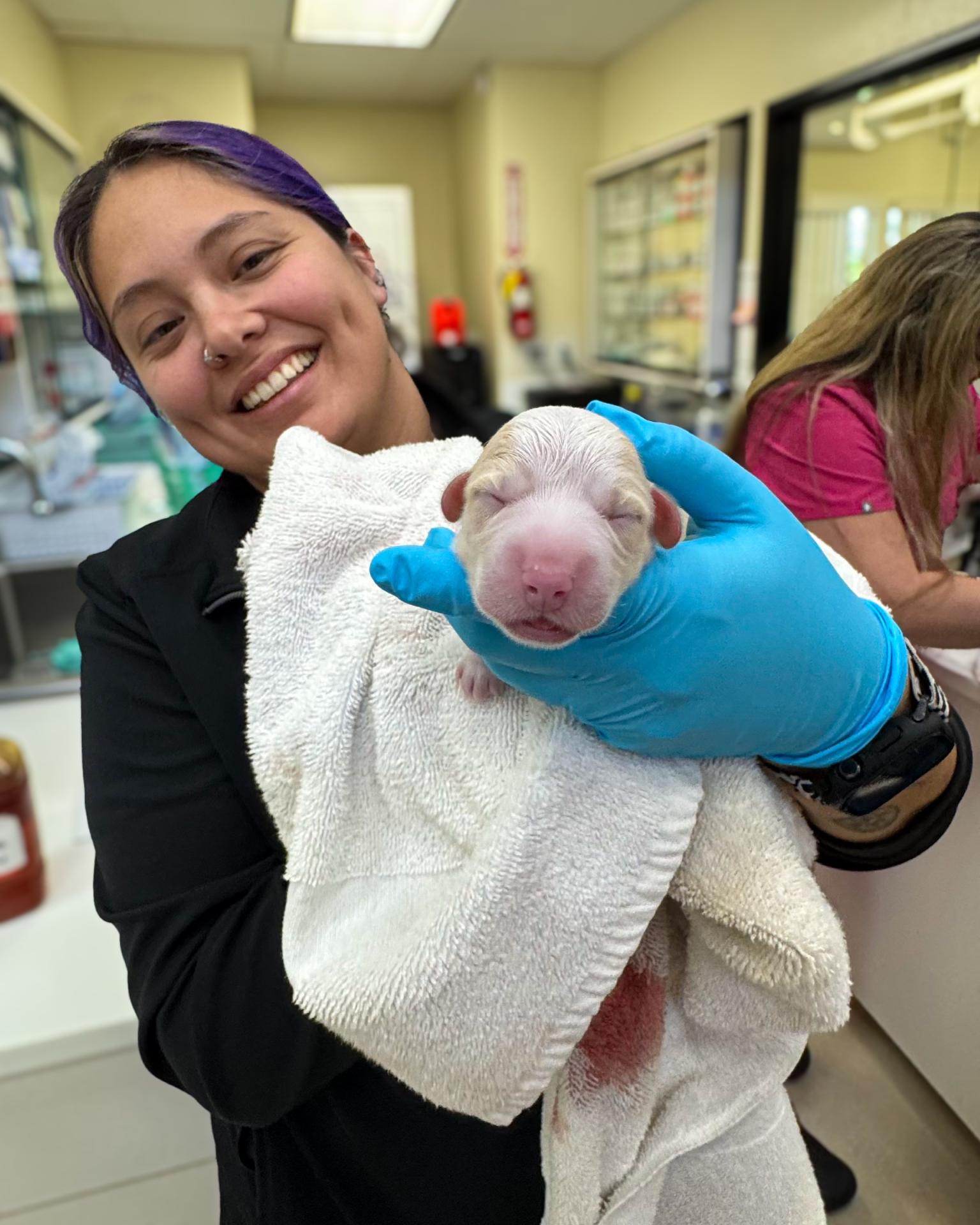 Dog Reproduction Newport Beach