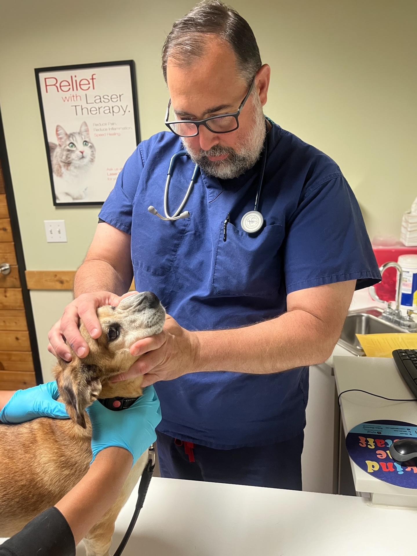 Dog Dental