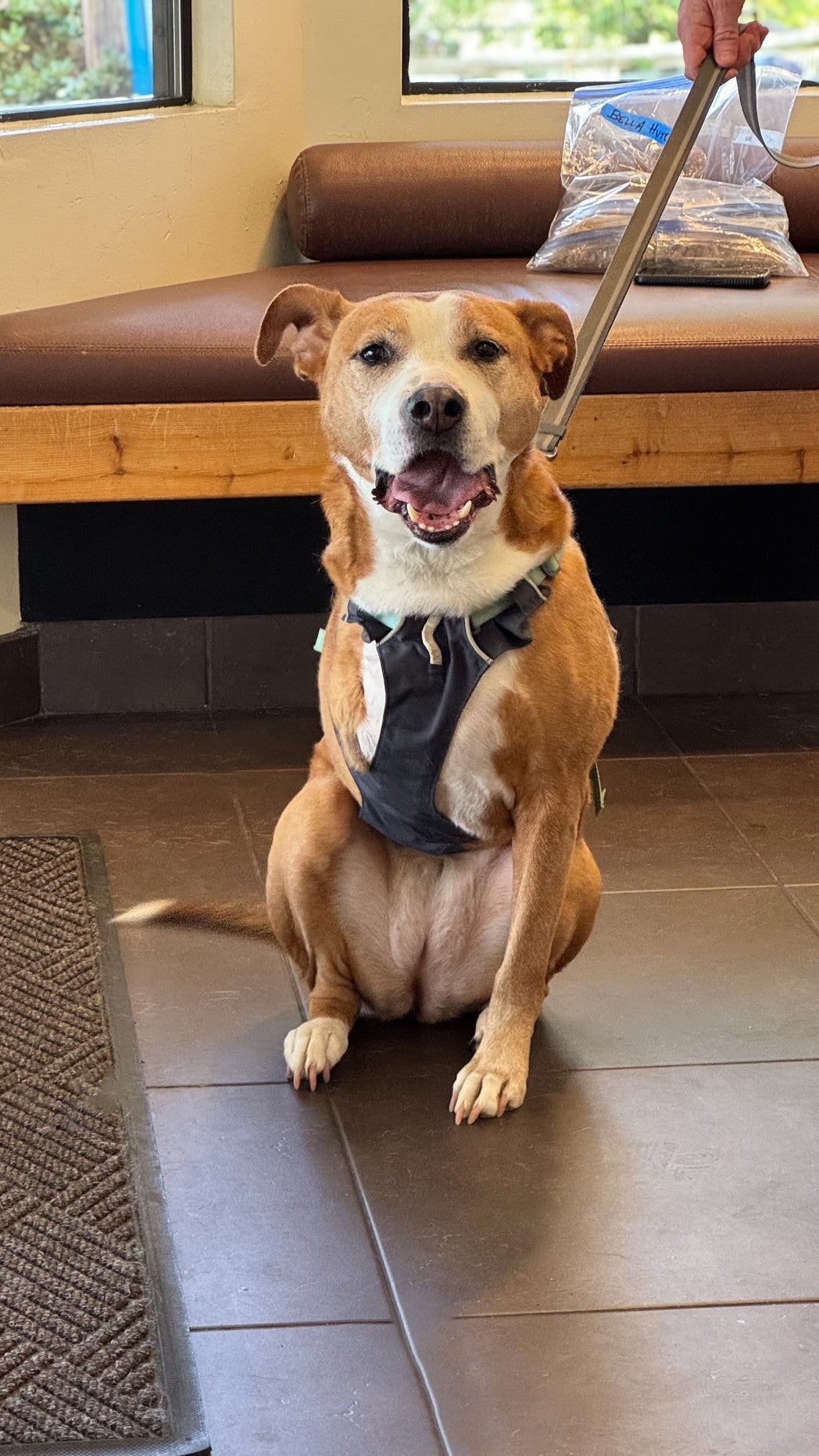 Dog Veterinarian