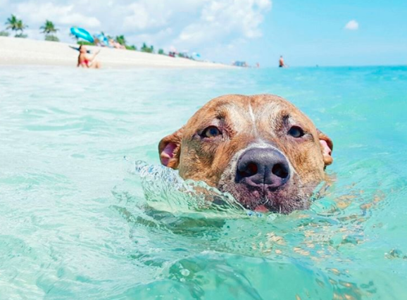 Dog swimming in water