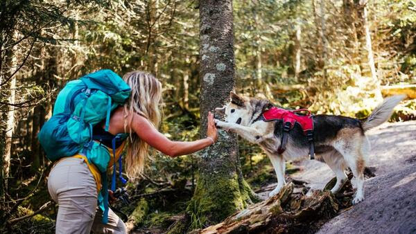 Dog on Hike Heatstroke Dehydration