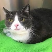 Cat Nutrition in Costa Mesa