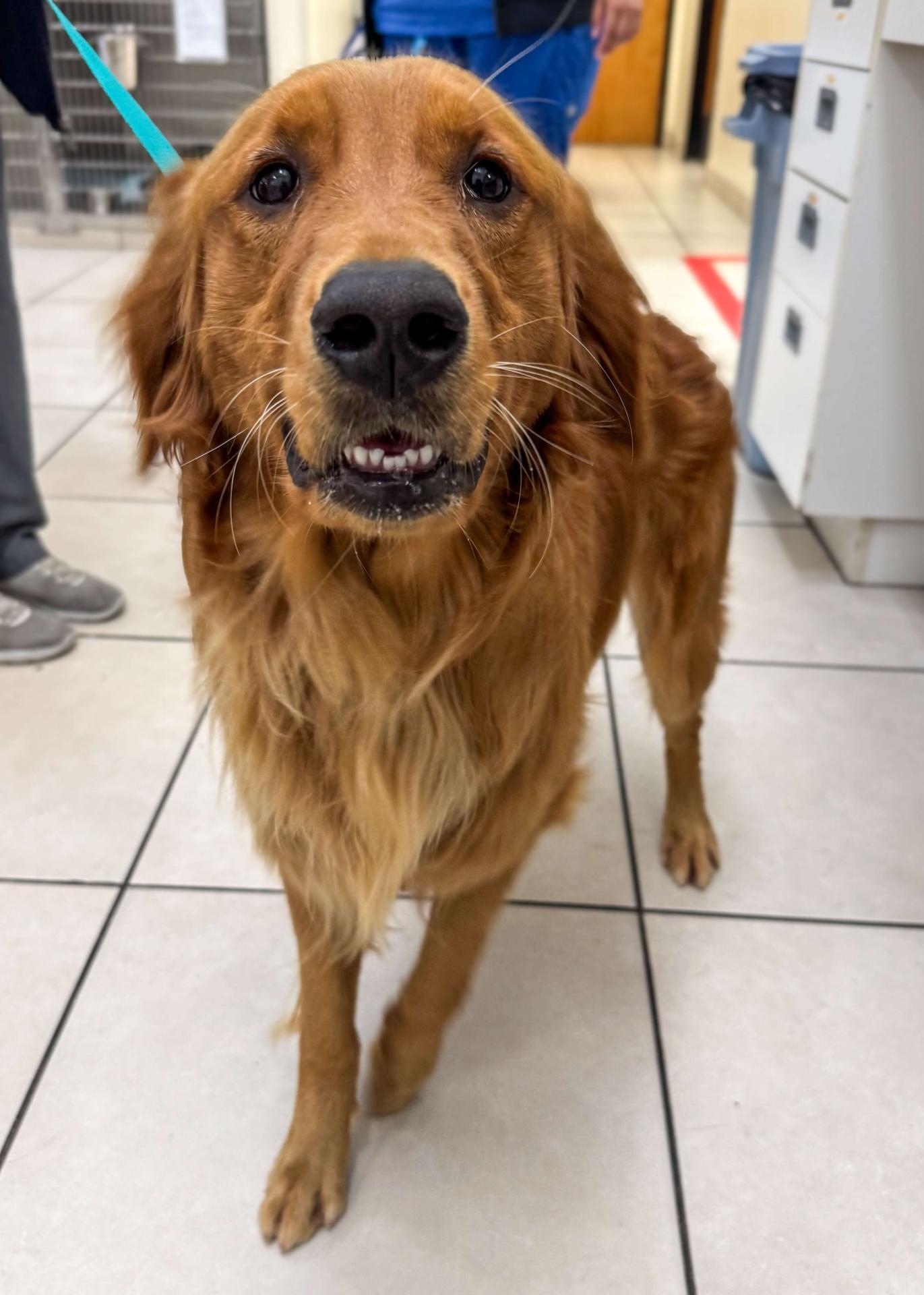 Pet Wellness Exams Orange County